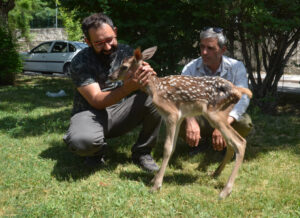 KÖPEKLERİN SALDIRISINDAN SON ANDA KURTARILDI