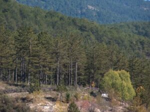 KÜTAHYA’DA ORMANA GİRİŞLER YASAKLANDI