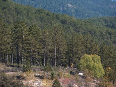 Kütahya Orman Yangınlarıyla Mücadele