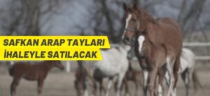 SAFKAN ARAP TAYLARI İHALEYLE SATILACAK