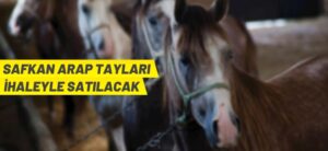 SAFKAN ARAP TAYLARI İHALEYLE SATILACAK