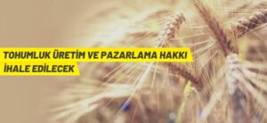 TOHUMLUK ÜRETİM VE PAZARLAMA HAKKI İHALE EDİLECEK