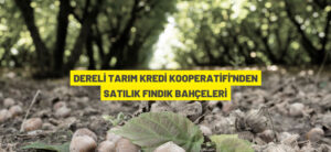 DERELİ TARIM KREDİ KOOPERATİFİ’NDEN SATILIK FINDIK BAHÇELERİ