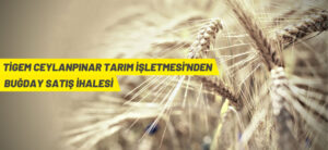 TİGEM CEYLANPINAR TARIM İŞLETMESİ’NDEN BUĞDAY SATIŞ İHALESİ