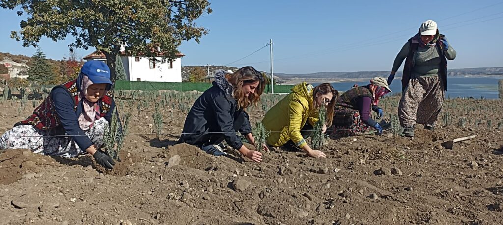 Kütahya’nın lavanta turizminde önemli