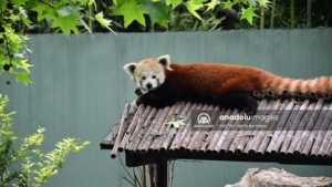 Macaristan’dan getirilen kızıl panda Bursa’daki yeni yuvasında