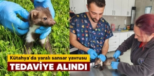 Kütahya’da yaralı sansar yavrusu tedaviye alındı