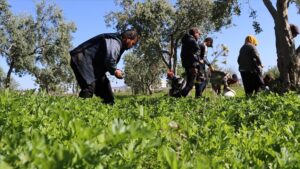 Kilis’te tarım işçileri 1 Mayıs Emek ve Dayanışma Günü’nde de üretime katkı sağlıyor