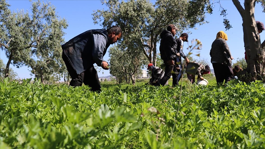 Kilis’te tarım işçileri, 1