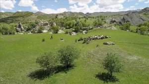 Terör sonrası küçükbaş hayvan ve kuş sesleri yankılanıyor