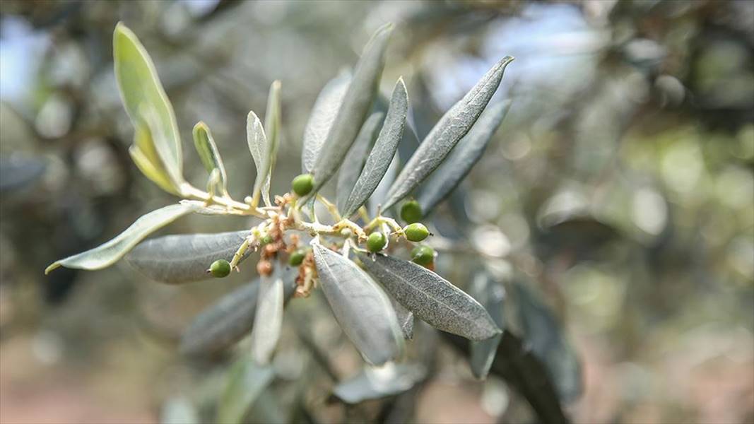 Gemlik zeytinine Avrupa Birliği’nden