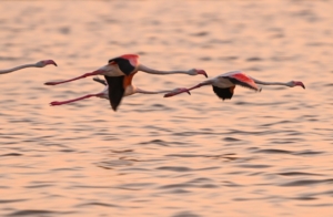 Gediz Deltası’nda binlerce flamingo yumurtadan çıktı