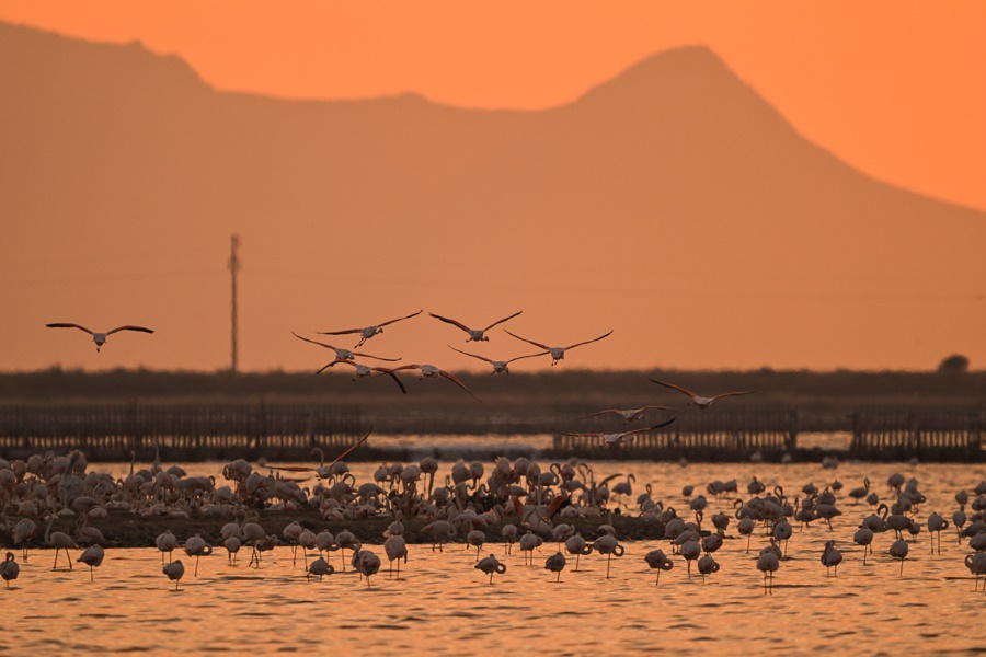 Gediz Deltası'nda binlerce flamingo yumurtadan çıktı