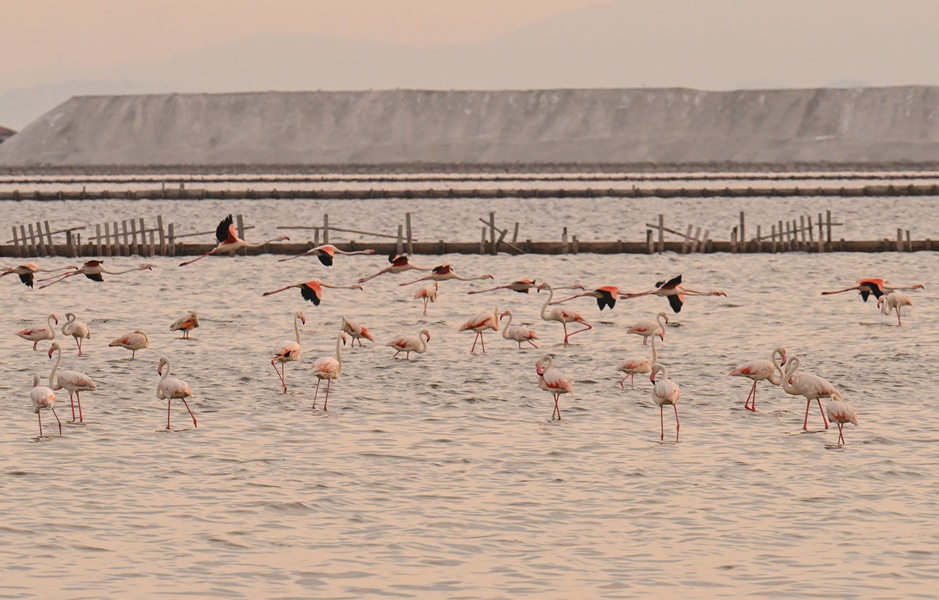 Gediz Deltası'nda binlerce flamingo yumurtadan çıktı