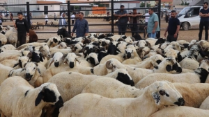 Doğu Anadolu’daki 4 ilden diğer illere 155 bini aşkın kurban sevk edilecek