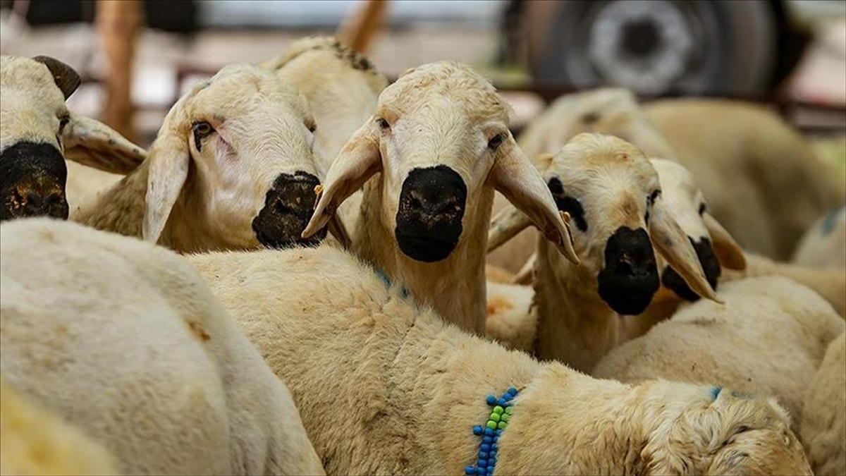 Türkiye’deki birçok yardım kuruluşu,