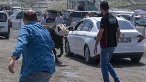 Ankara’da kurban pazarında kaçan boğa çevredekilere zor anlar yaşattı