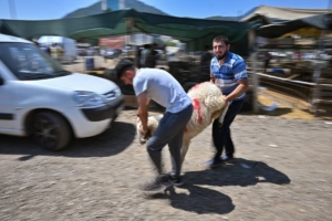 İzmir’deki hayvan pazarlarında kurban pazarlıkları devam ediyor