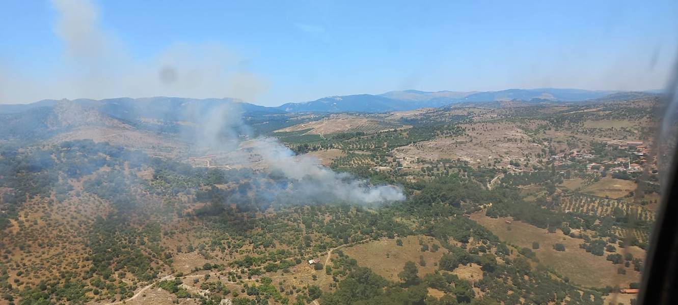 İzmir’in Bergama ilçesinde ormanlık