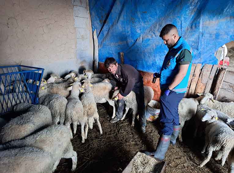 Altıntaş İlçe Tarım ve Orman Müdürlüğü veteriner hekimleri tarafından Altıntaş’ın köylerinde aşılama ve küpe uygulamaları yapıldı.