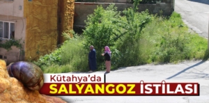 Kütahya’da salyangoz istilası