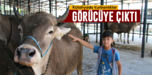 Kütahya’da kurbanlıklar görücüye çıktı