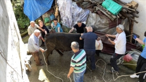 Kurbanlık boğa sahibini yaraladı