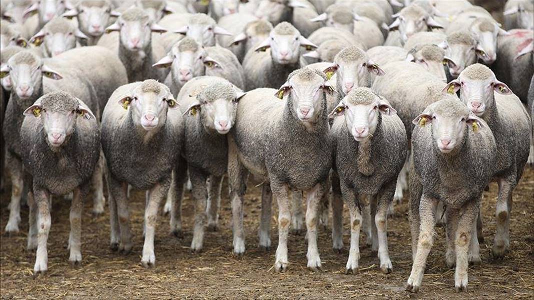 Kütahya’nın güzel ilçesi Gediz‘de,