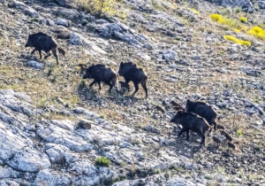 Kütahya’da domuz sürüsü baraj keyfi yaptı