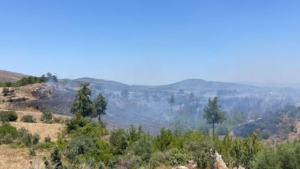 Muğla’nın Milas ilçesinde çıkan orman yangını kontrol altına alındı