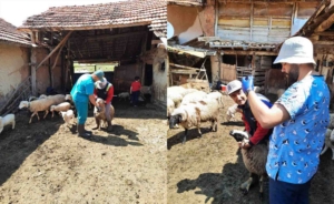 Altıntaş’ta aşı ve küpe uygulamaları devam ediyor