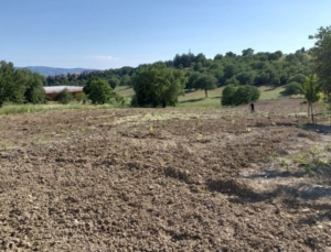 Gediz’de nesilleri tükenmekte olan üzümler korumu altına alındı