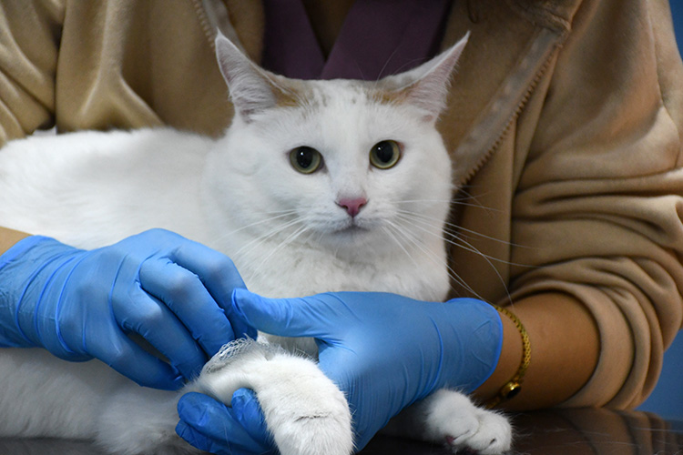 Kedi sahipleri, kedilerini yalnızca