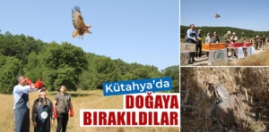 Kütahya’da kınalı keklikler ve tedavi edilen kızıl şahin doğaya salındı