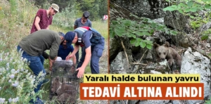 Kütahya’da yaralı bulunan yavru ayı kurtarıldı