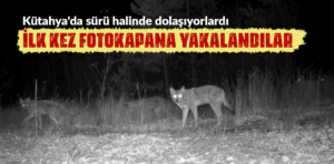 Kütahya’da yırtıcı hayvanlar fotokapanlarla görüntülendi