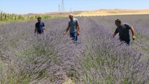 Siirt’te alternatif ürün olarak ekilen lavanta çiftçinin gözdesi oldu