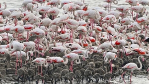 Yunanistan’da flamingo ölümlerinin sebebi belli oldu