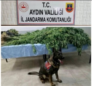 Aydın’da Hint keneviri yetiştiren 3 şüpheli gözaltına alındı