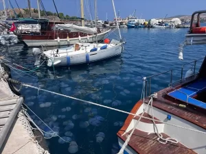 İzmir Körfezi’nde deniz anası yoğunluğu yaşanıyor