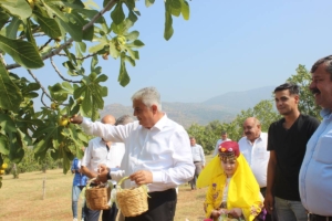 İzmir’de organik incirde hasat başladı