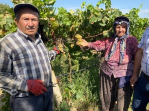 Düzensiz yağış nedeniyle Alaşehir’de üzüm bağlarını “mildiyö” sardı