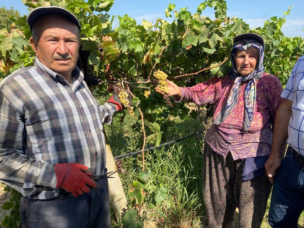 Düzensiz yağış nedeniyle zirai