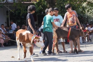 Muğla’da “Buzağı Güzellik Yarışması” düzenlendi