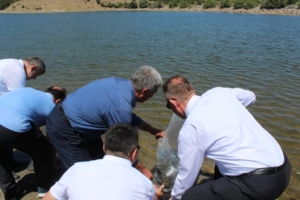 Tavşanlı Kuruçay göletine sazan balığı bırakıldı