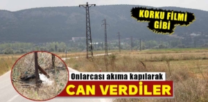 Kütahya’da göç yoluna çıkan onlarca leylek elektrik akımına kapıldı