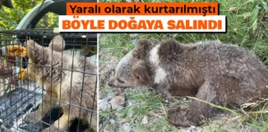 Kütahya’da tedavisi tamamlanan ayı yavrusu doğaya salındı