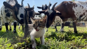 Ormanlık alanda kutuda bulduğu 3 kedi yavrusu “can dostları” oldu