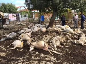 Manisa’da yıldırım düştü, 48 küçükbaş hayvan telef oldu