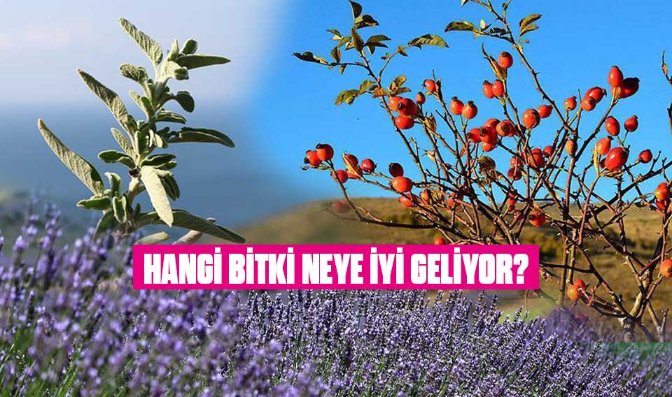 Bitkiler, tıbbi, yemek yapımı,